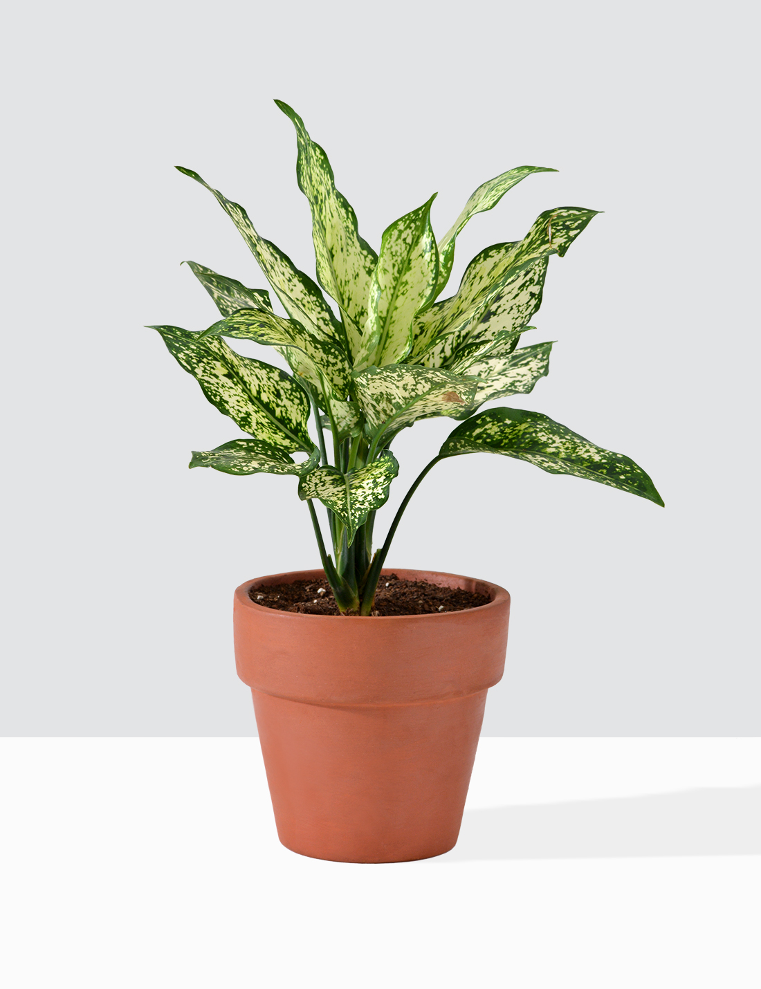 Agloaenema Snow White