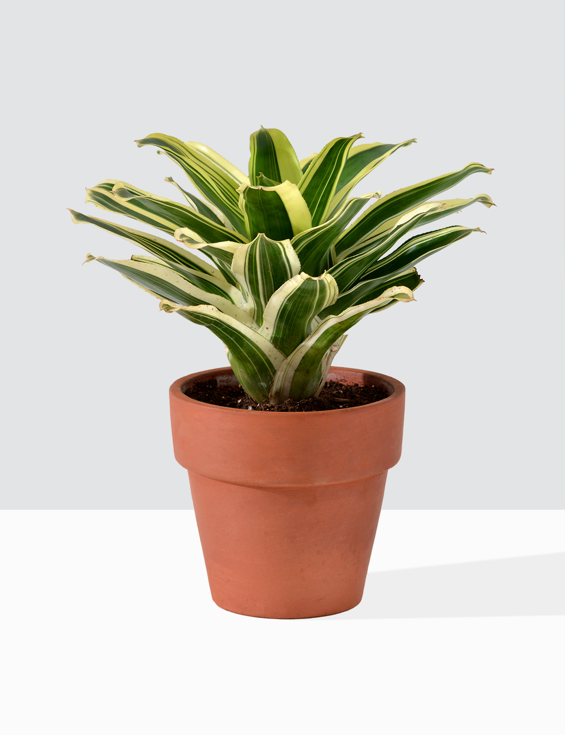 Bromeliad  Neoregelia Plant