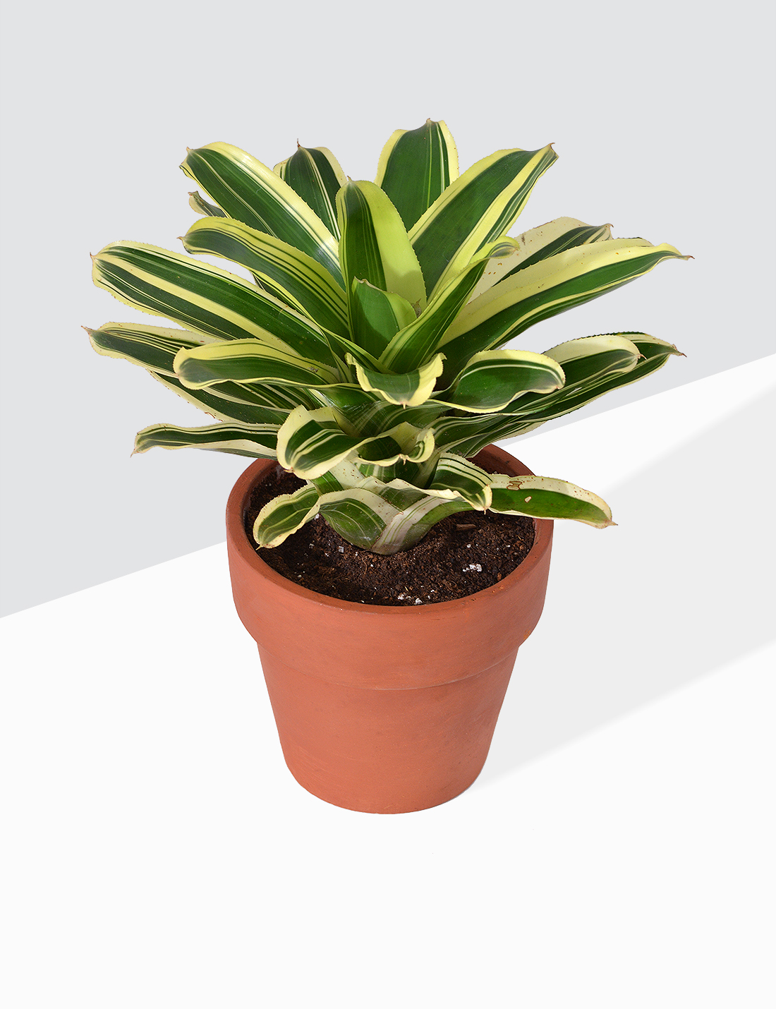 Bromeliad - Neoregelia Plant  Medium