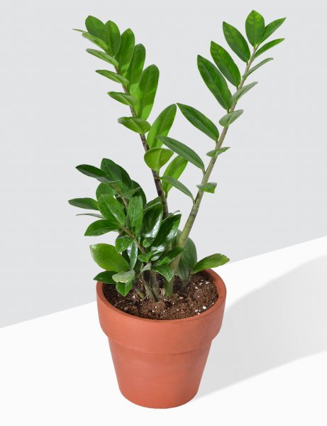 Image of Zamia / ZZ Plant In Terra Cotta Pot / Medium