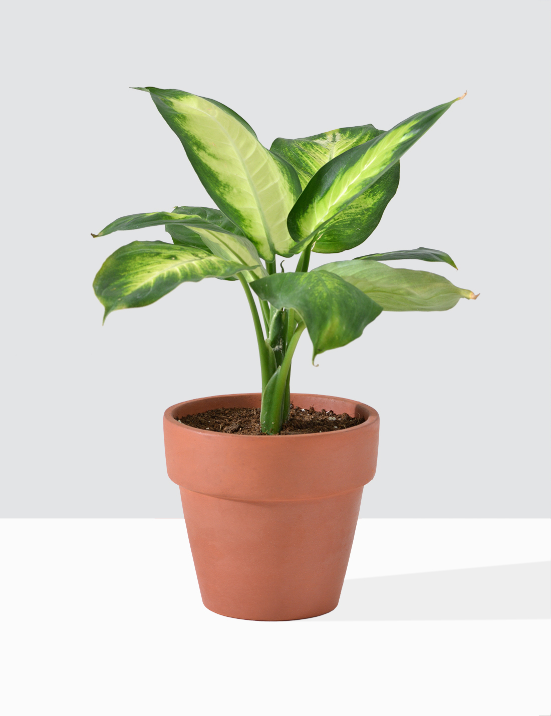 Dieffenbachia Honeydew  Dumb Cane  Medium