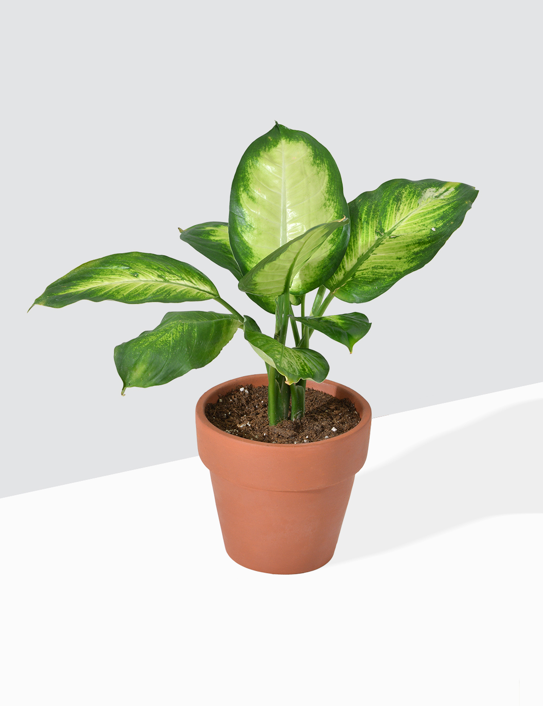 Honeydew  Dumb Cane