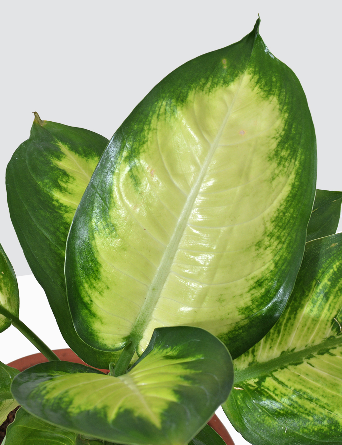 Dieffenbachia