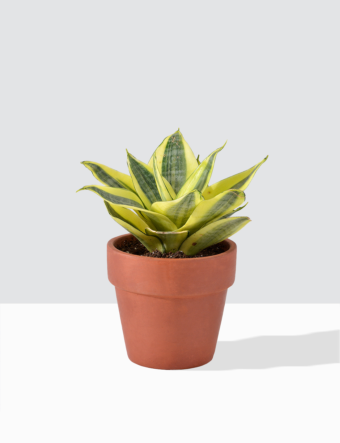 Sansevieria
