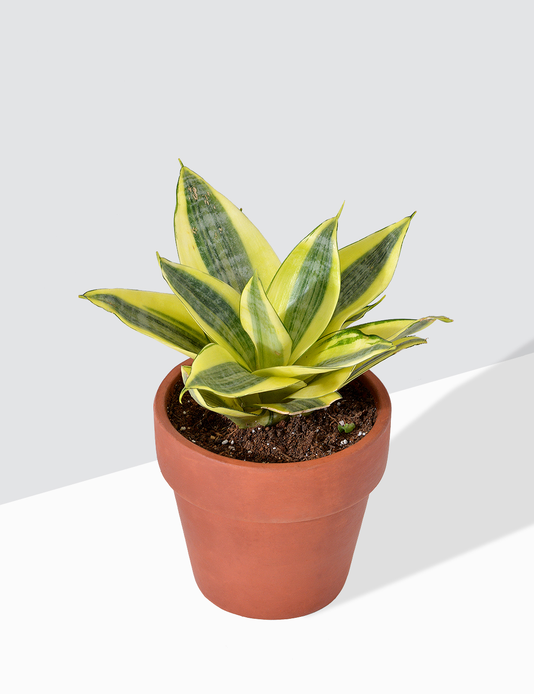 Snake Plant Sansevieria - Golden Hahnii Small