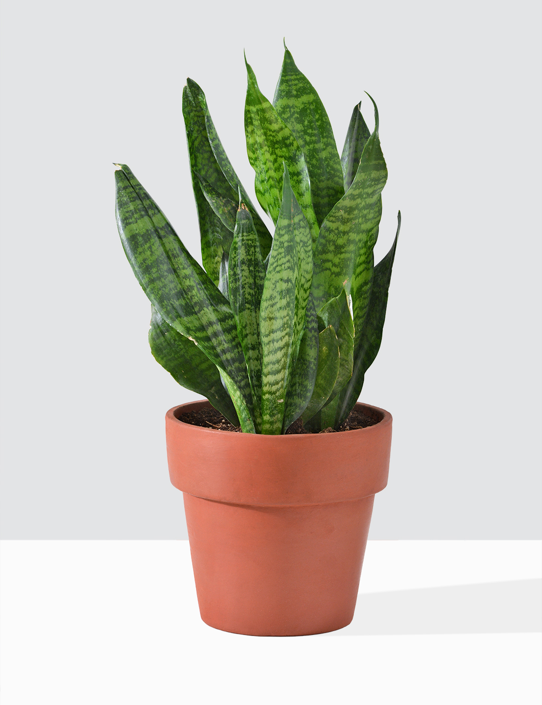 Sansevieria - Futura Robusta  Large
