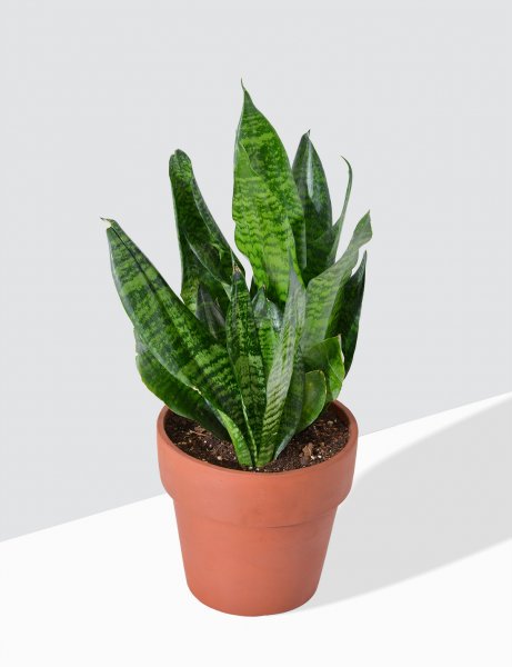 Image of Sansevieria - Futura Robusta / Large