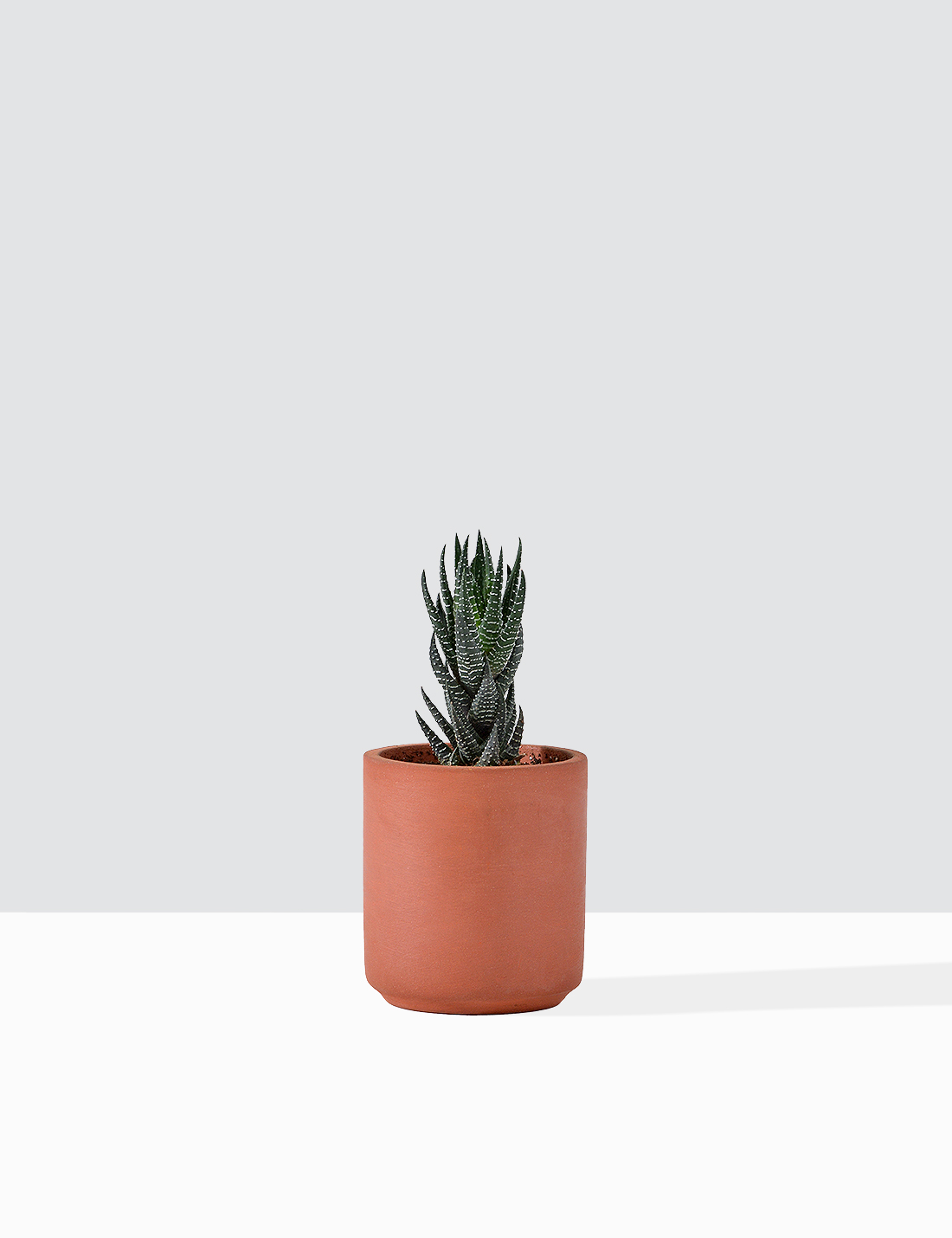 Scculent - Haworthiopsis coarctata