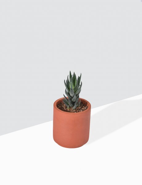 Image of Scculent - Haworthiopsis coarctata