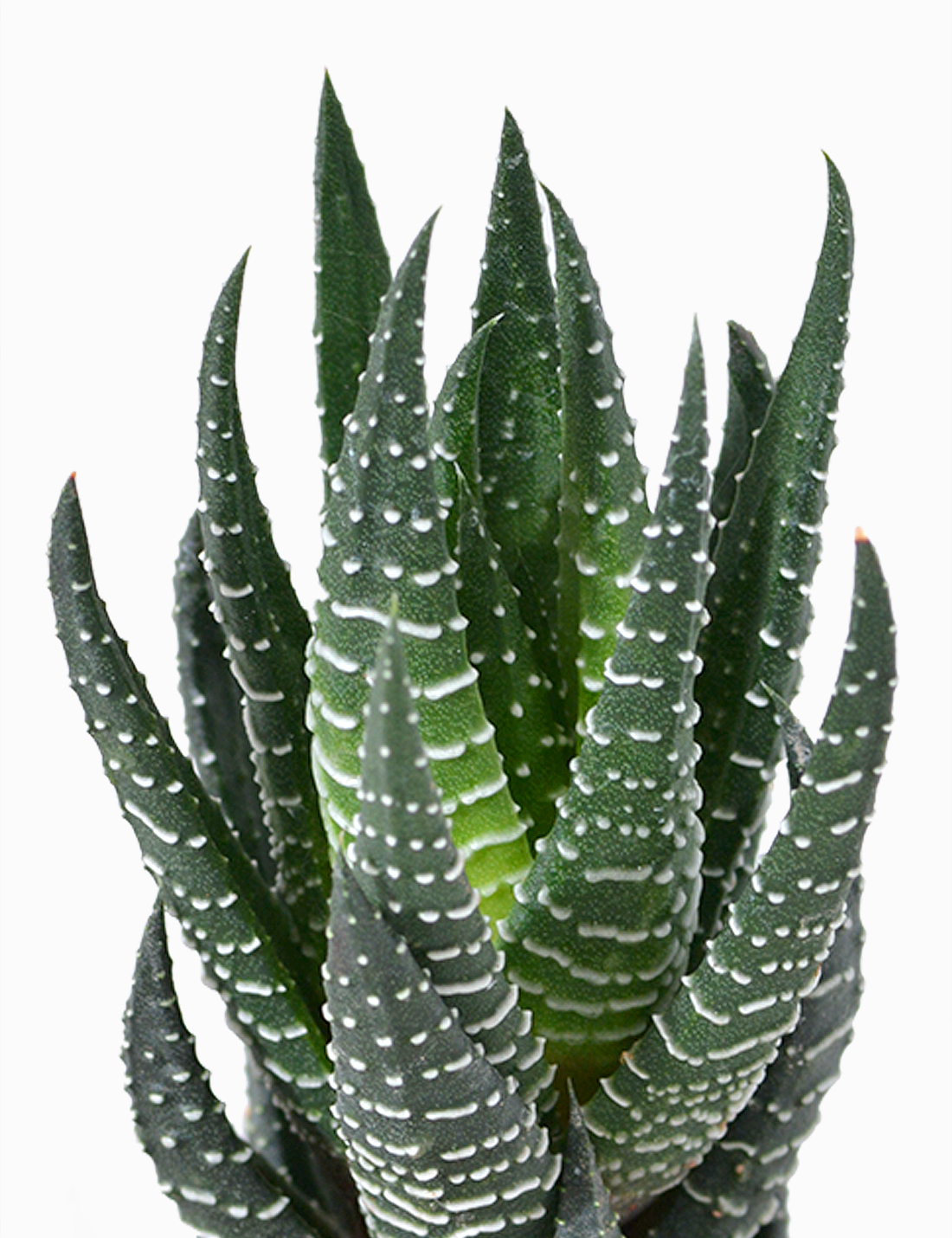 Haworthiopsis coarctata