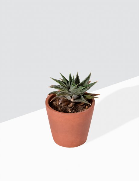 Image of Haworthia Limifolia - Fairy Washboard