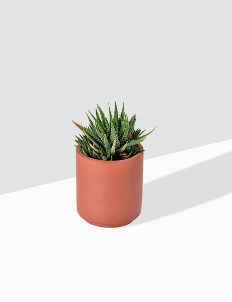 Image of Haworthia Attenuata