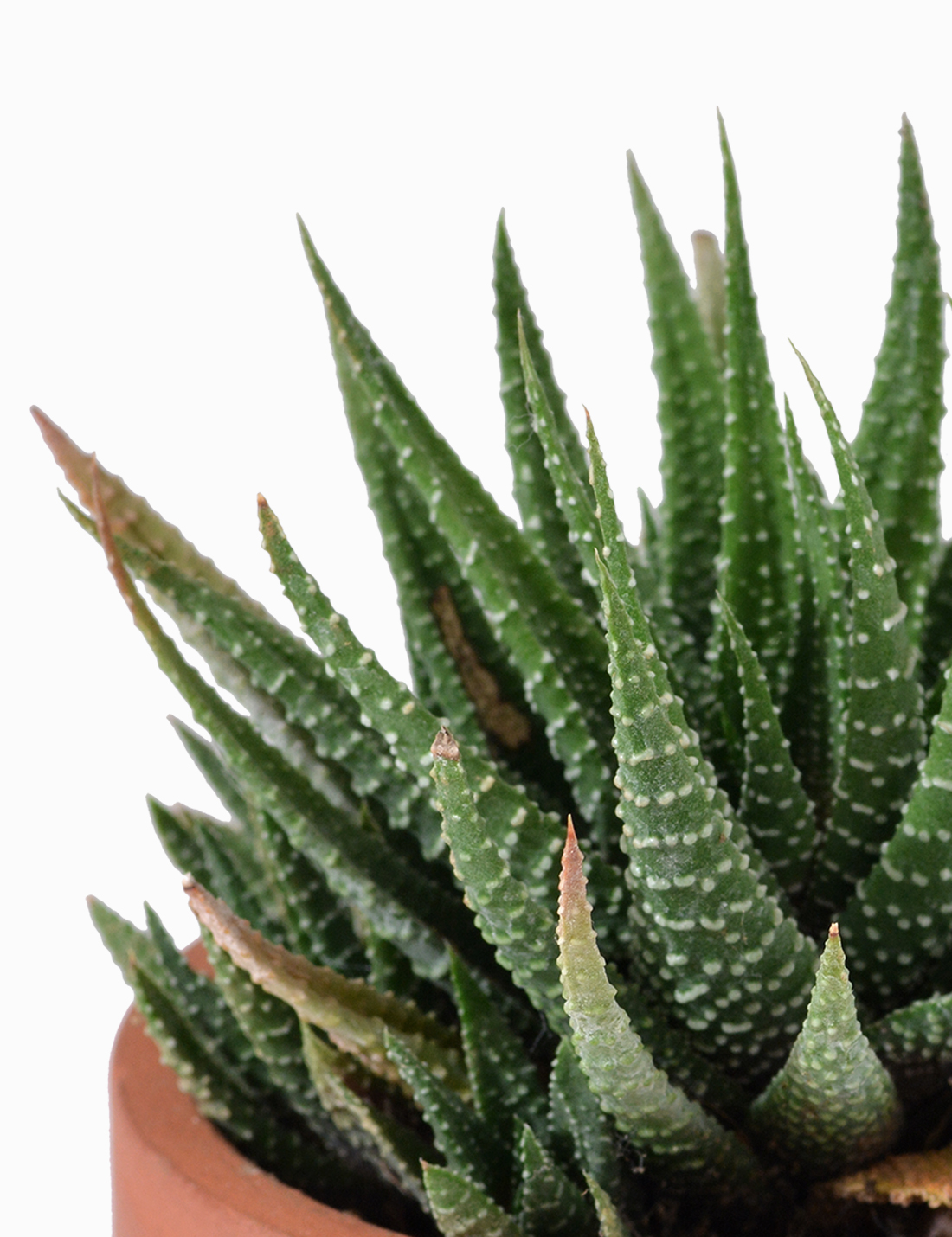 Haworthia Attenuata