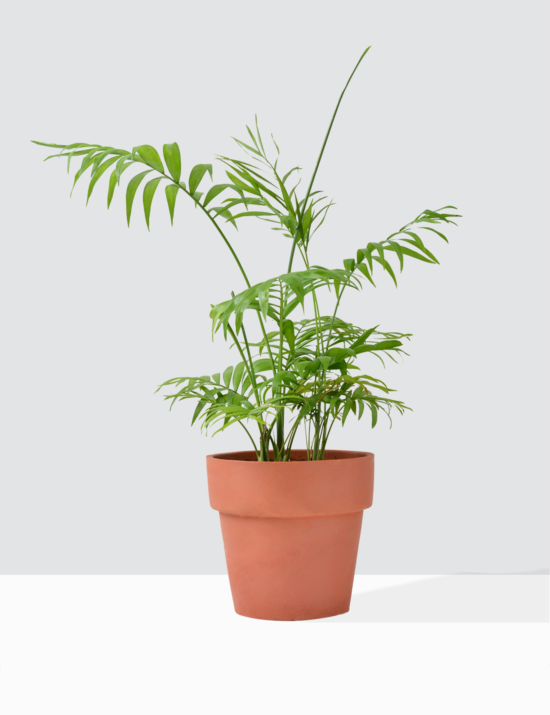 Cascade Palm - Chamaedrea palm