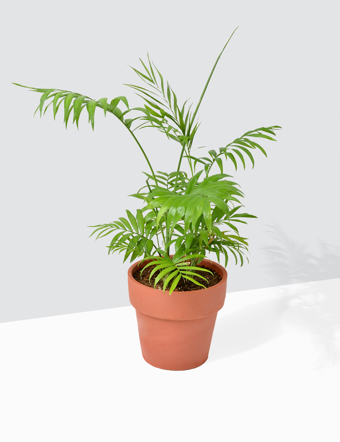 Cascade Palm - Chamaedrea palm In Terra Cotta Pot Large