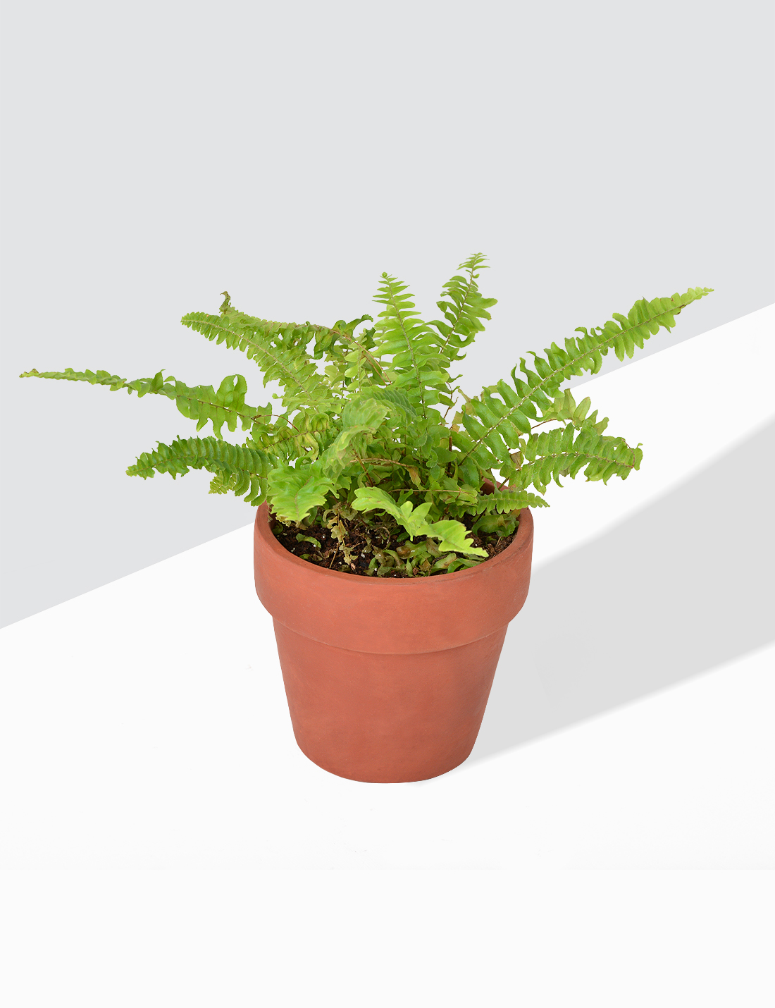 Boston Fern - Nephrolepis Exaltata