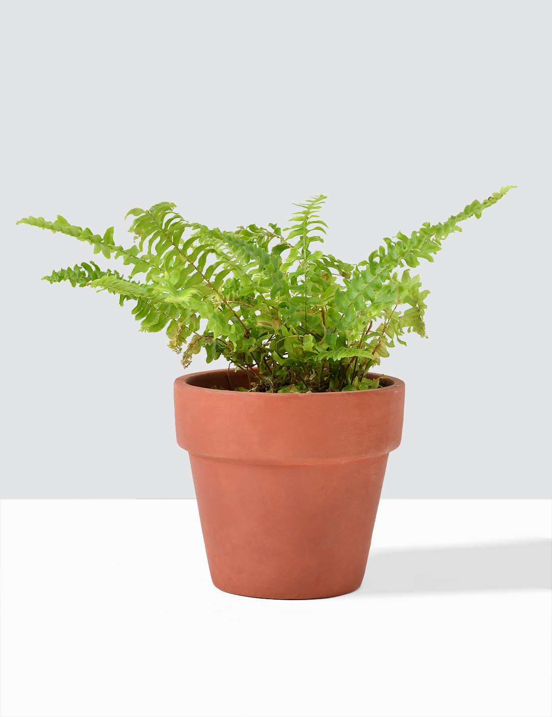 Boston Fern