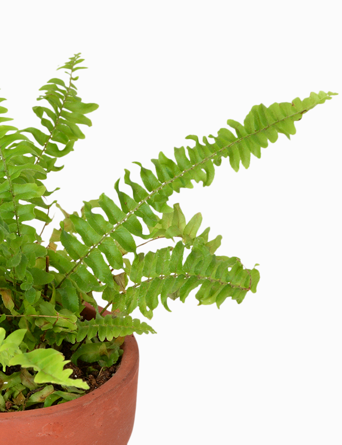 Nephrolepis Exaltata