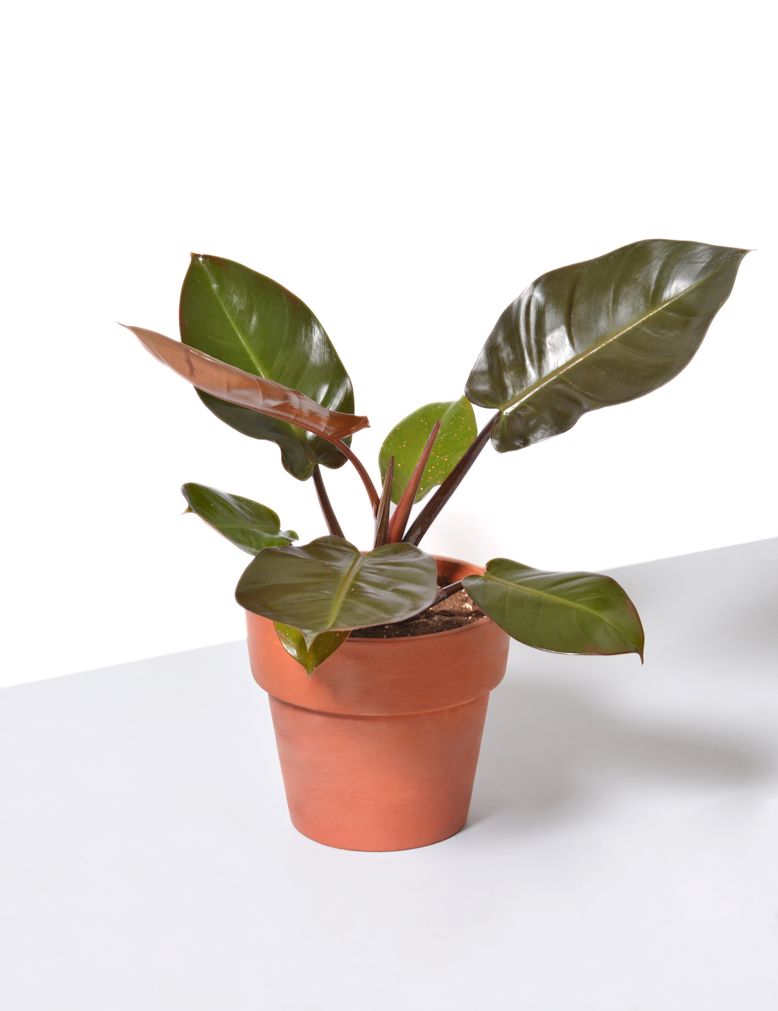 Philodendron In Terra Cotta Pot