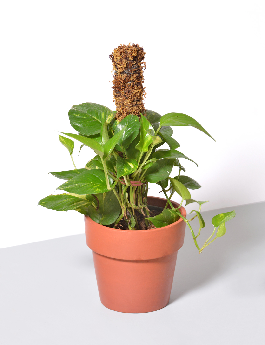 Money plant Golden Pothos