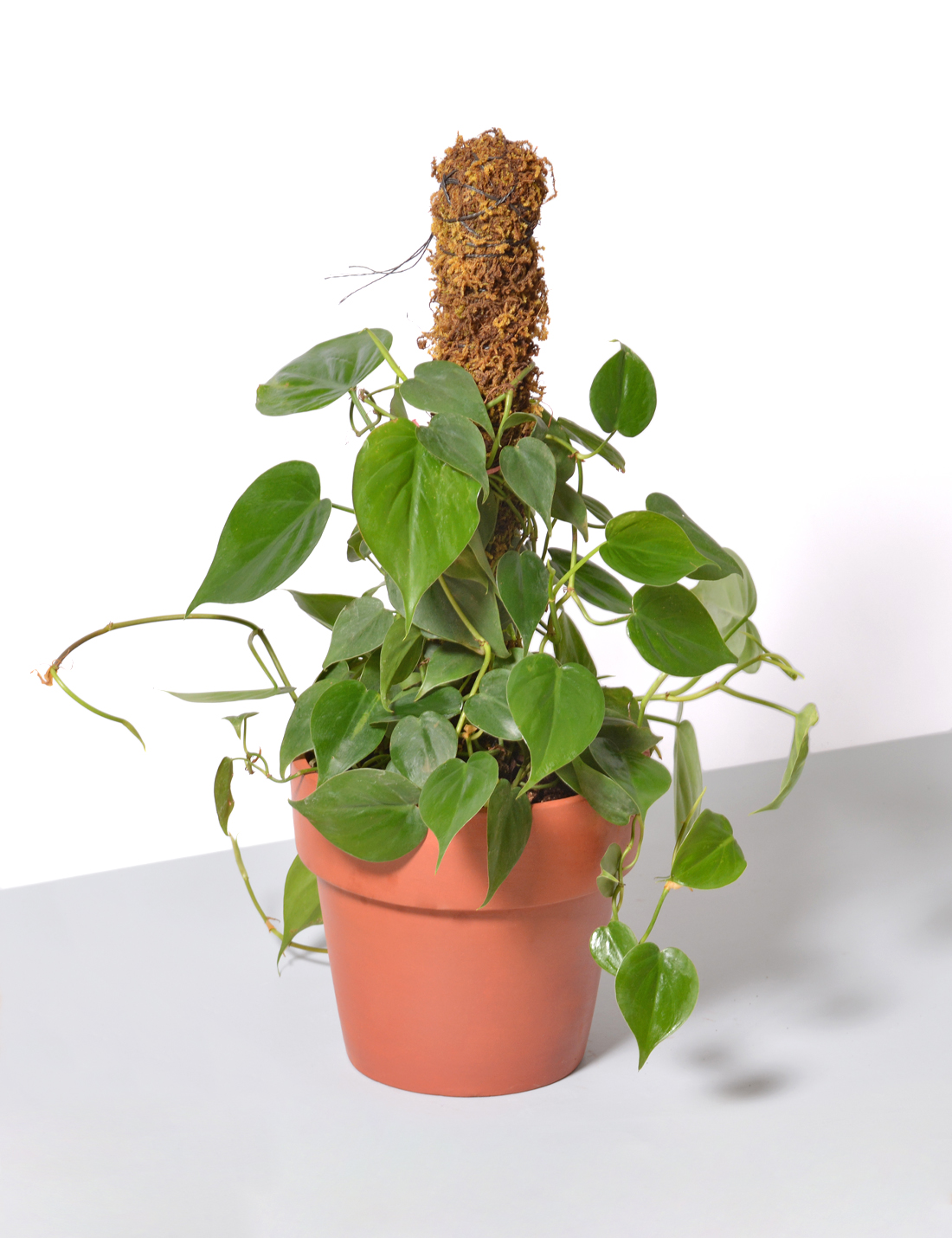 Philodendron Oxycardium Green Plant