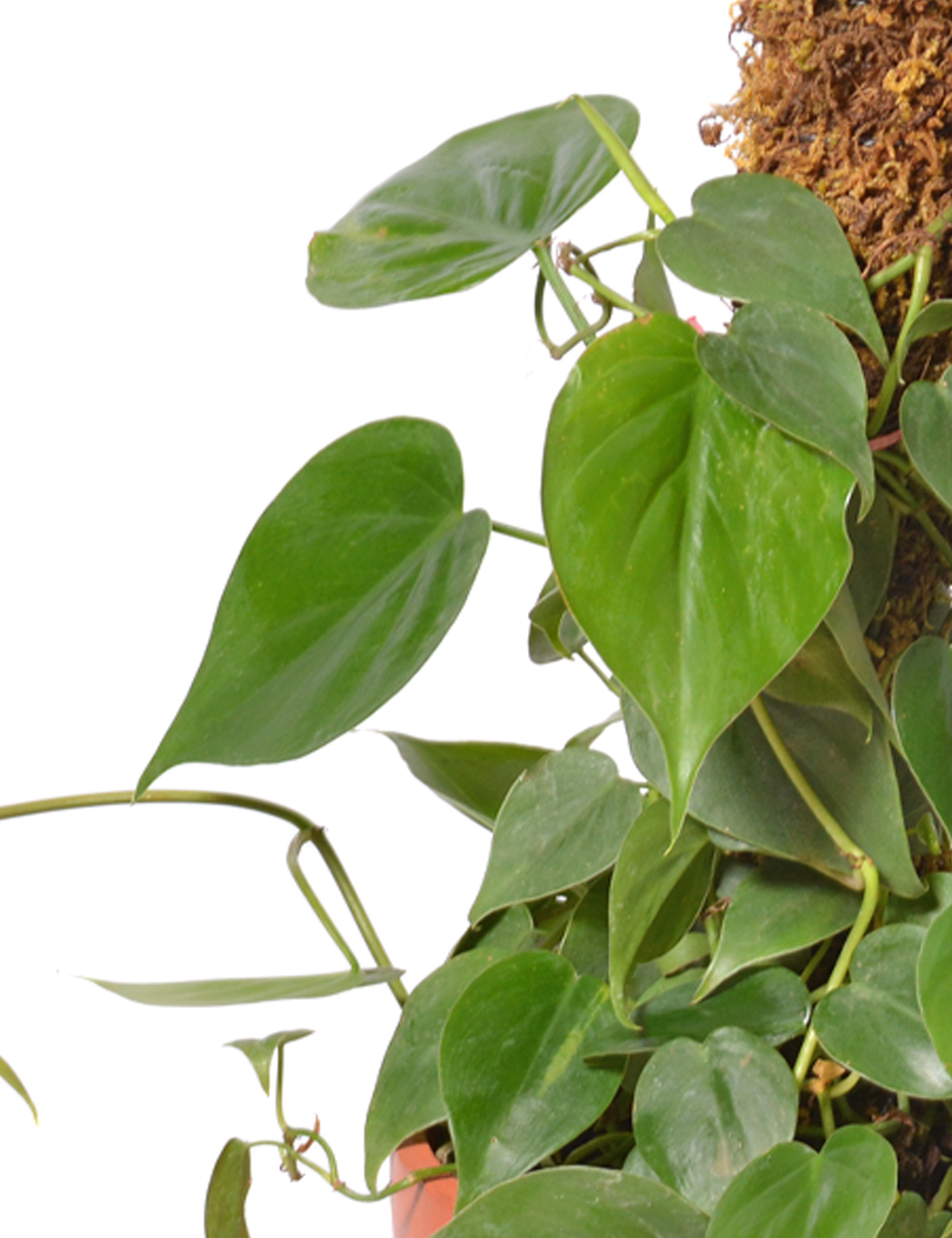 Philodendron Oxycardium Green