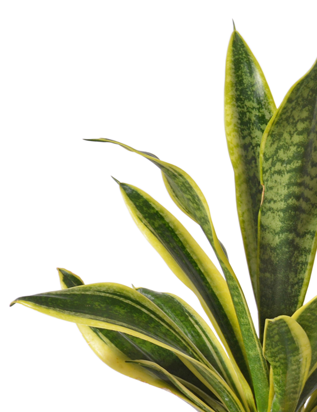 Sansevieria trifasciata Mother-in-laws Tongue Medium