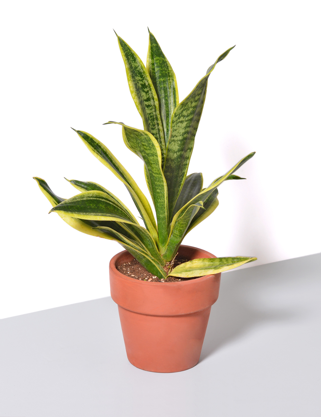 Sansevieria trifasciata Mother-in-laws Tongue Medium