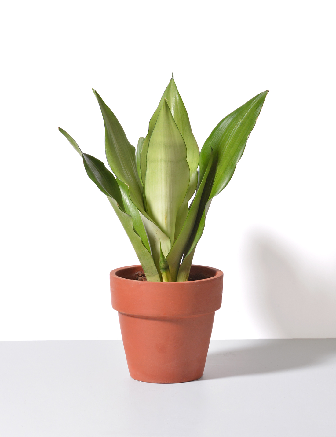 Sansevieria