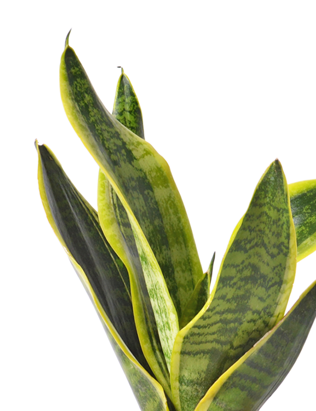 Sansevieria trifasciata