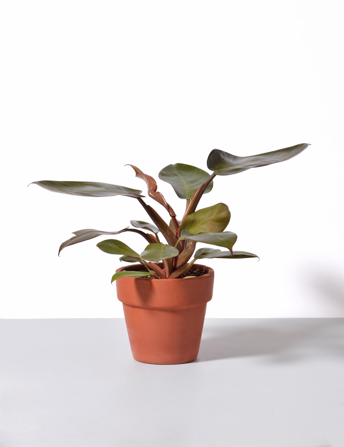 Philodendron Black Cardinal