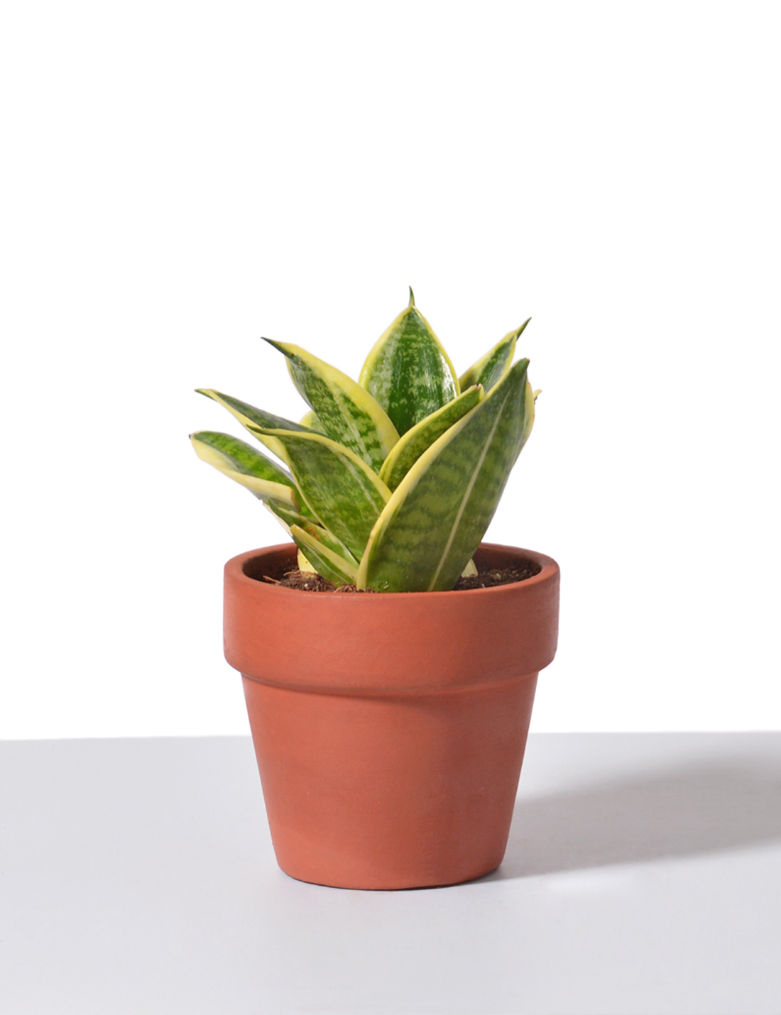 Sansevieria