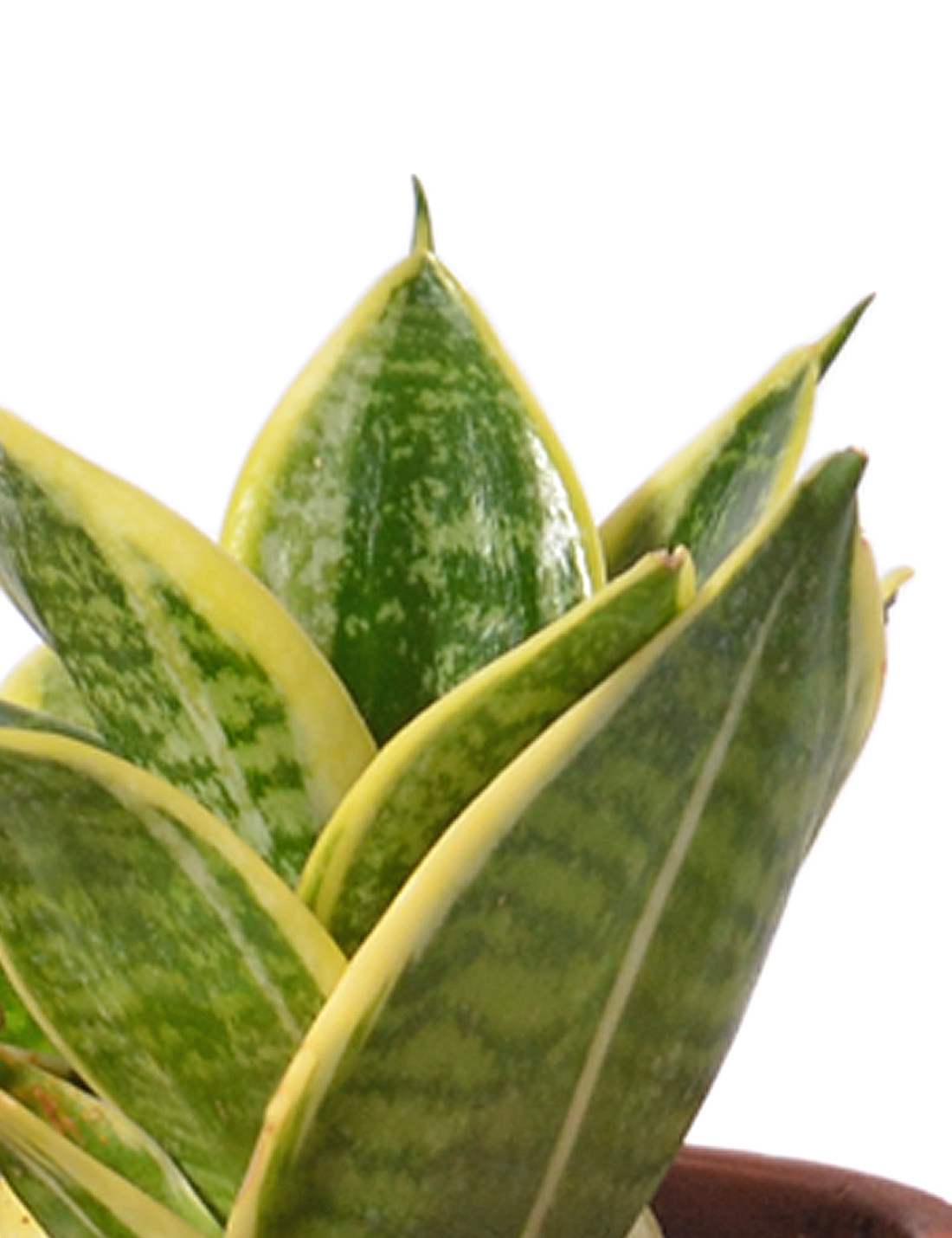 Sansevieria Trifasciata Dwarf Laurentii