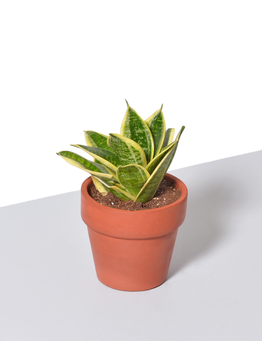 Trifasciata Dwarf Laurentii Indoor Plant