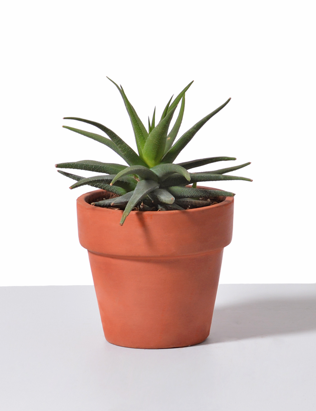 Succulent - Haworthia Glabrata