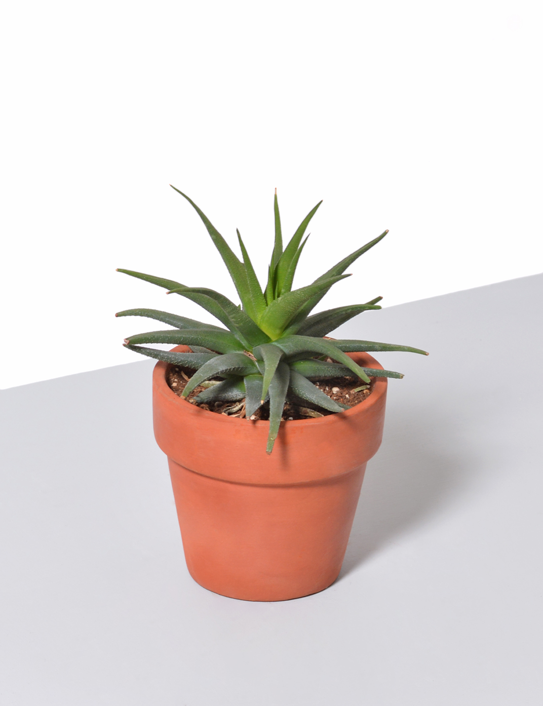 Succulent - Haworthia Glabrata Succulent Large