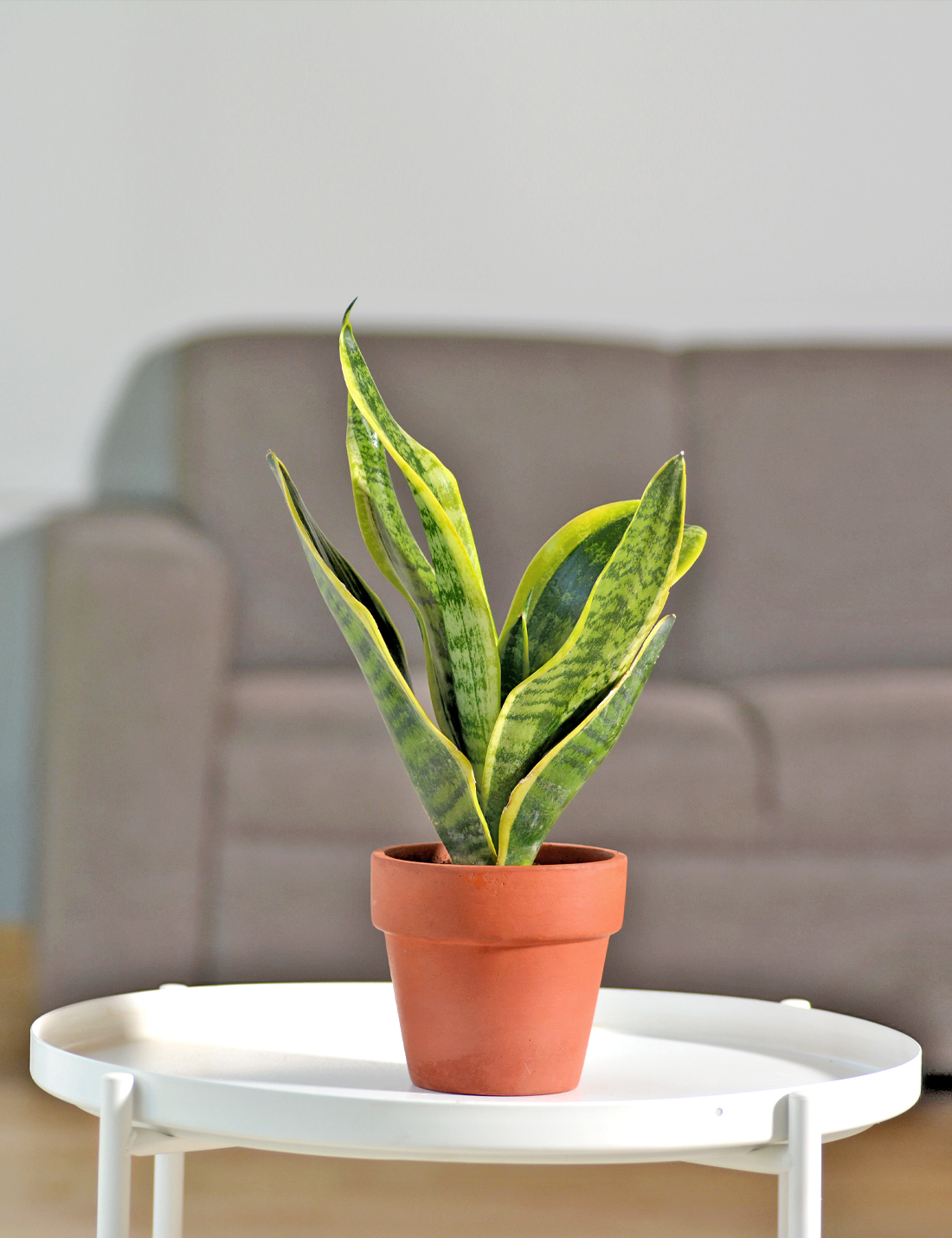 Sansevieria trifasciata Mother-in-laws Tongue Small