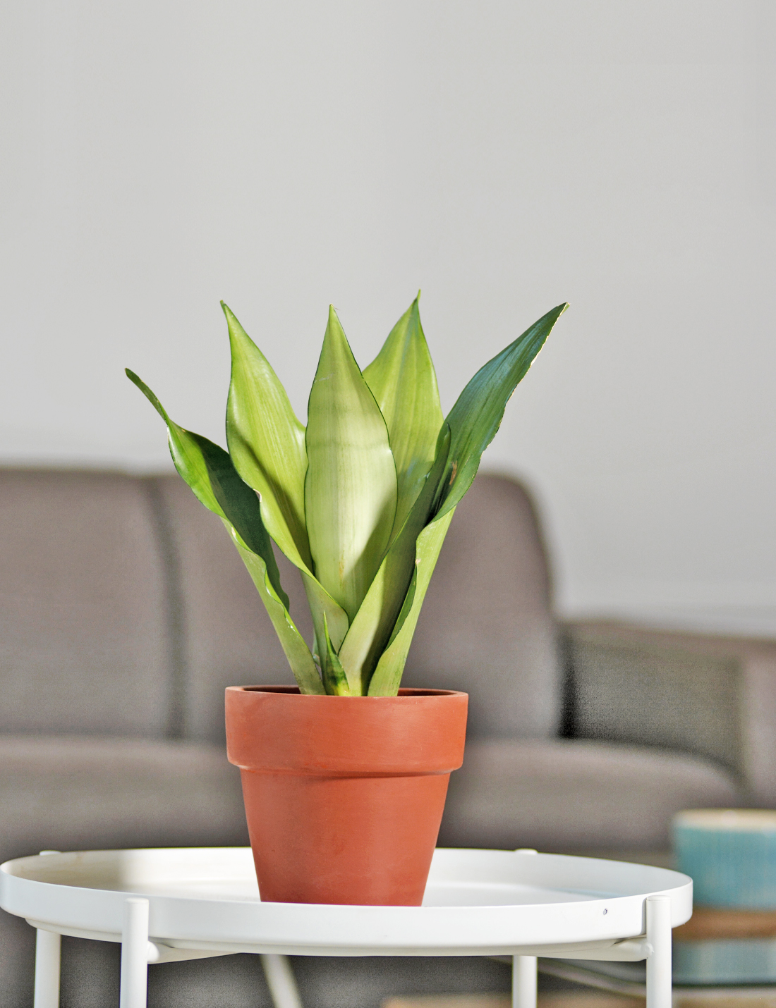 Sansevieria Moonshine Medium