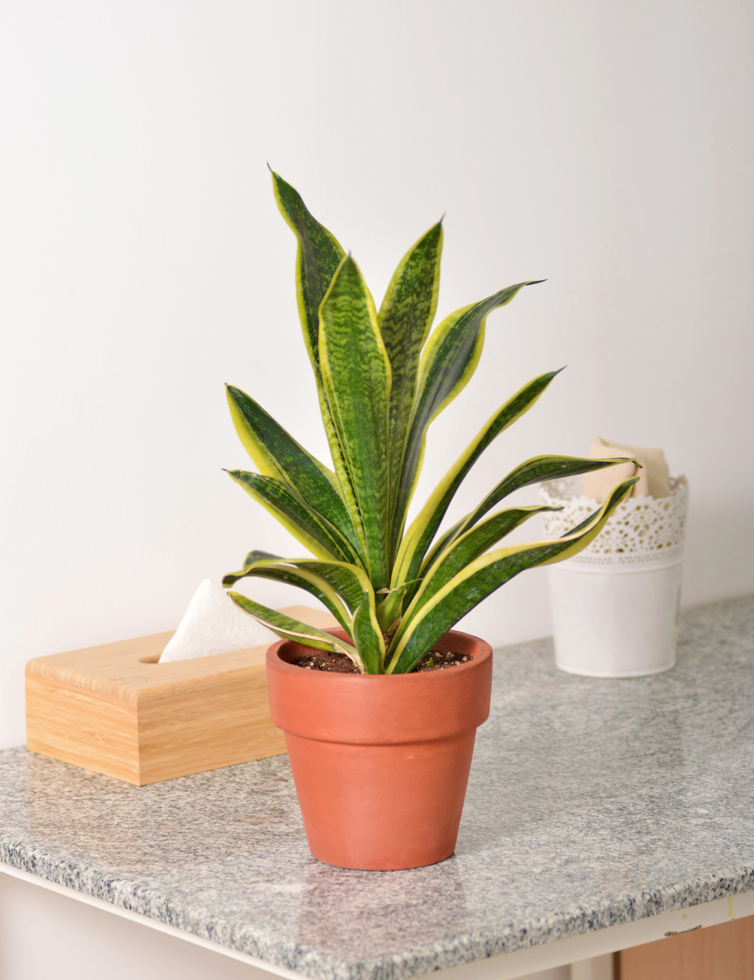 Sansevieria trifasciata Mother-in-laws Tongue Medium