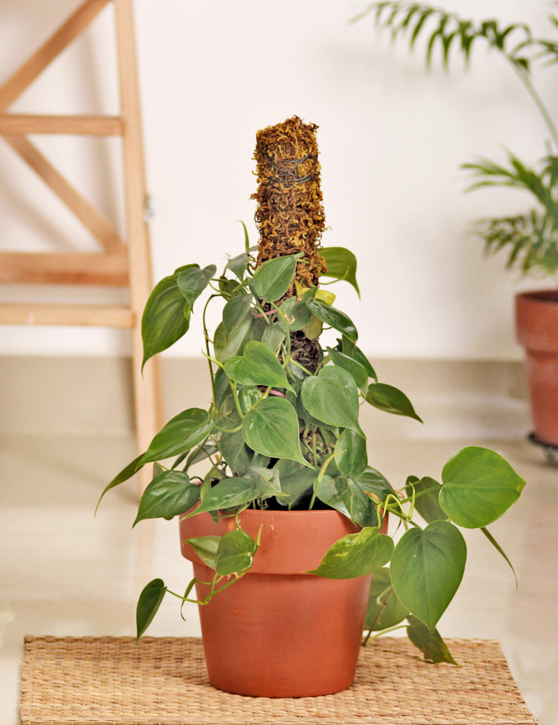 Philodendron Oxycardium Green Plant  Large