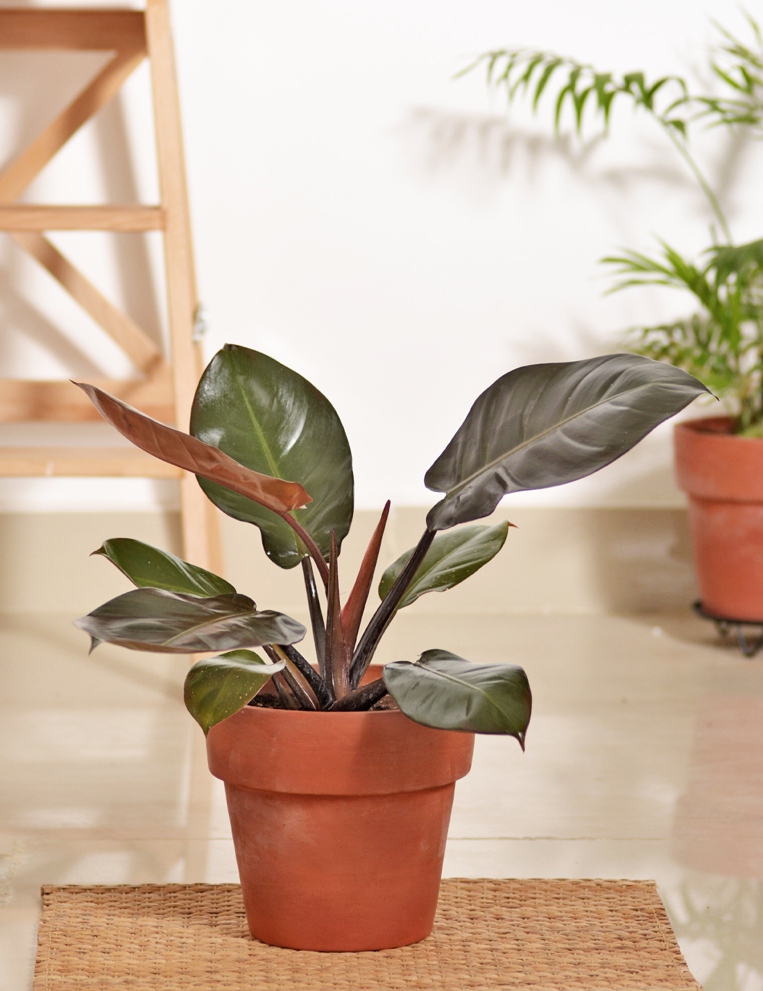 Philodendron Black Cardinal In Terra Cotta Pot  Large