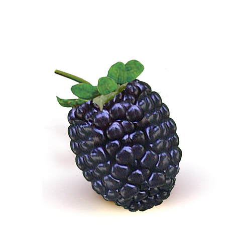 blackberry