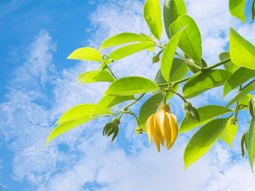 Sārā - From wildflowers to work calls. Sārā is grounded in nature, made for momentum